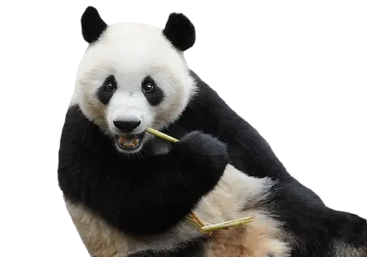 Donde formación y ‘animal love’ se vuelven uno