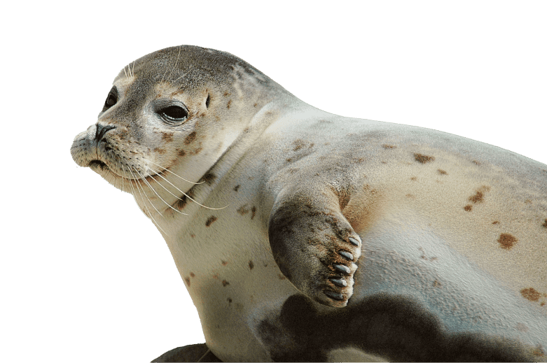 Recurso categoría producto