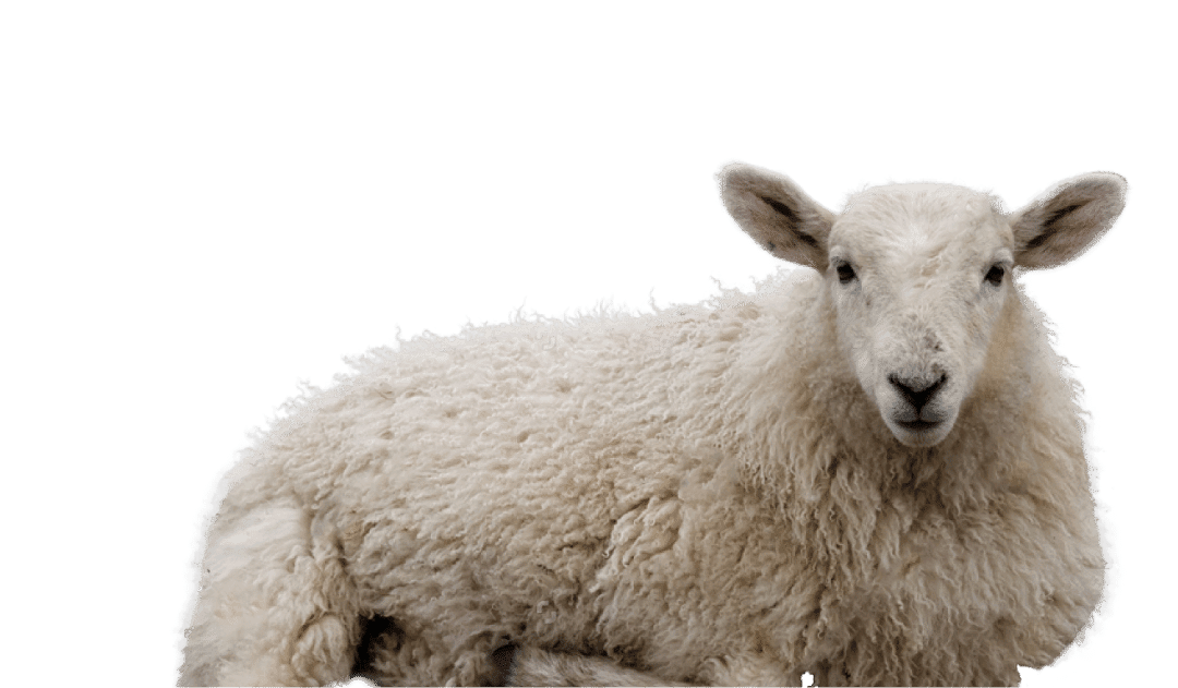 Recurso categoría producto