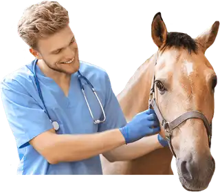 Auxiliar Veterinario Ecuestre online