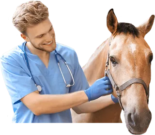 Auxiliar Veterinario Ecuestre online