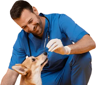 Auxiliar de Fisioterapia y Rehabilitación Animal online: Canina, Felina y Equina