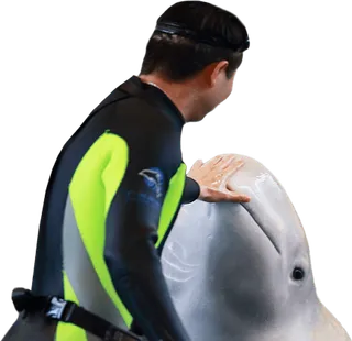 Especialista en Mamíferos Marinos online